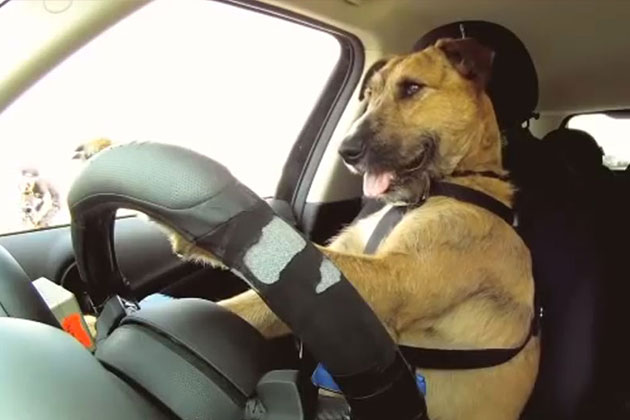 Hund kjører bil – helt av seg selv! Se videobeviset av den store bragden