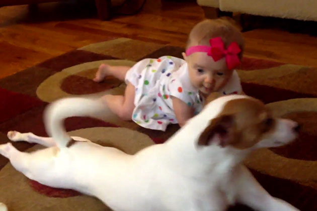 Hva gjør du når babyen sliter med krabbeteknikken? Lar hunden hjelpe til, selvfølgelig!