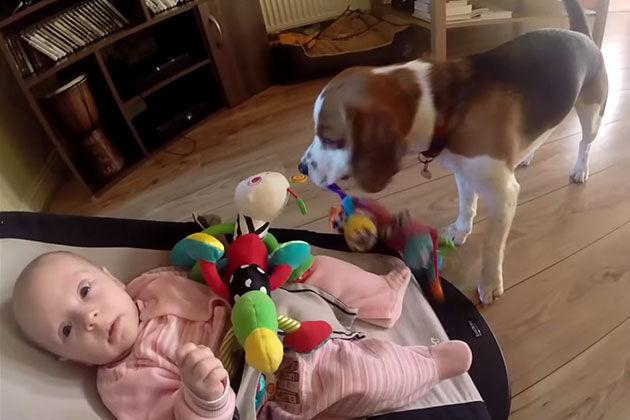 Hunden stjal babyens leke, men fikk dårlig samvittighet, og kjemper for å gjøre det godt igjen.