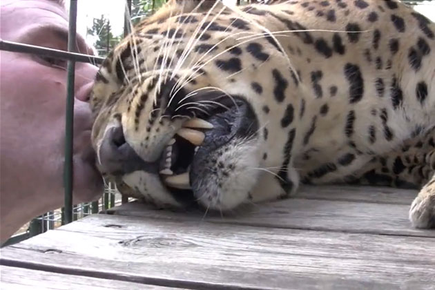 Han kommer aldri til å glemme den dagen han gikk bort til leoparden