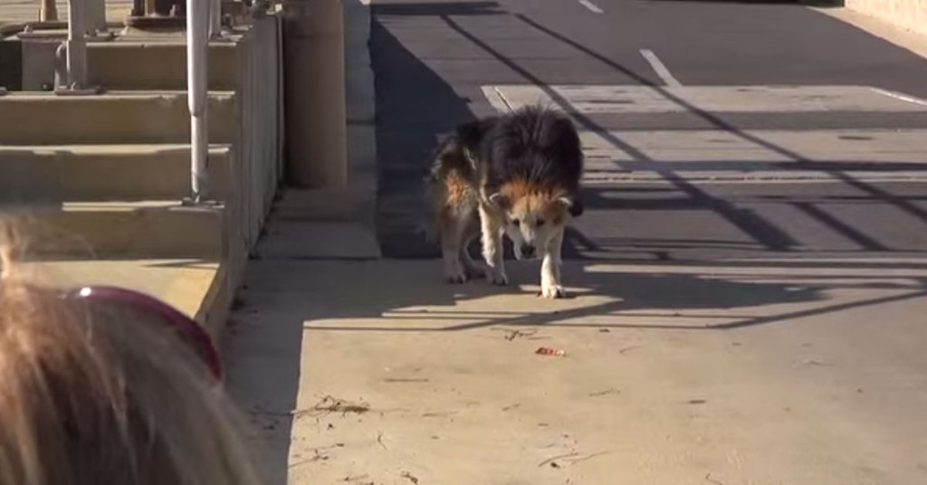 Gåsehuden kommer når man ser hva som skjer med denne gamle og livredde hunden