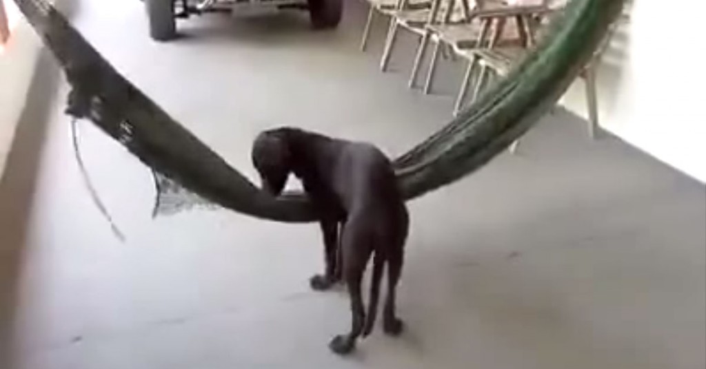 Denne hunden gjorde det eneste rette da den den oppdaget hengekøyen