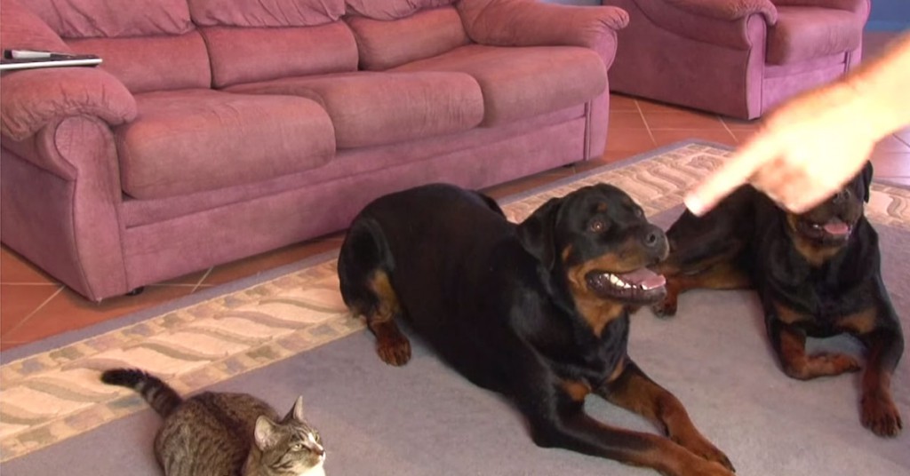 – Rull rundt! Rottweilerne tok utfordringen på strak arm, men det beste er hva katten valgte å gjøre
