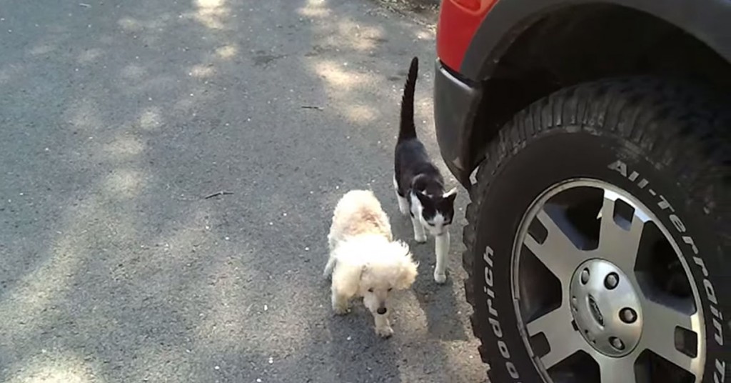 Hunden er blind og på vei mot å krasje i bilen. Men se hvordan pus reagerer