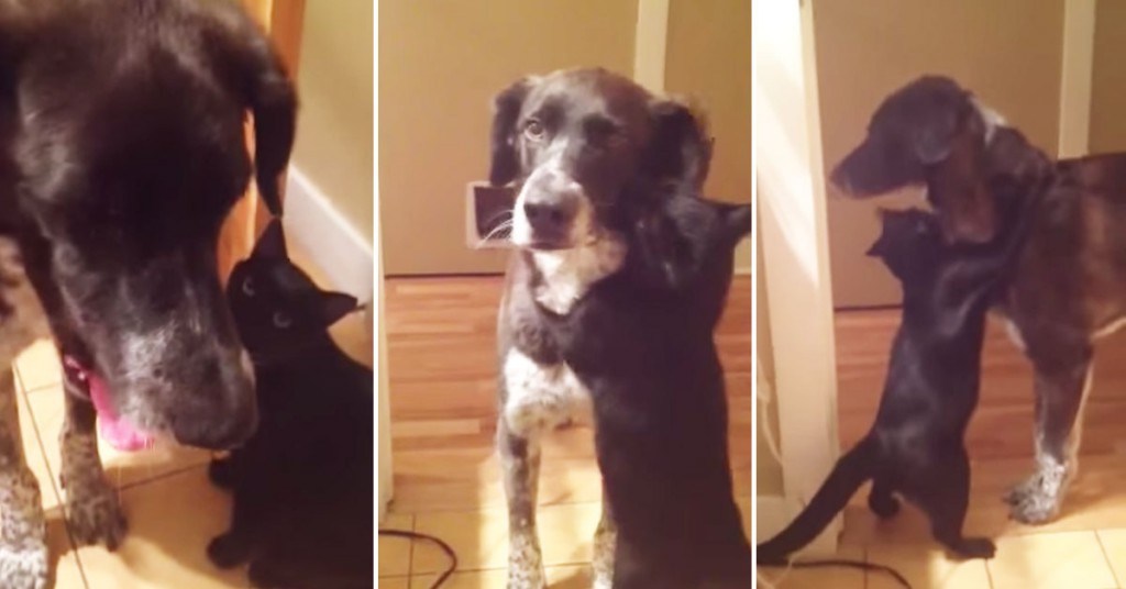 Slik reagerte katten da hunden endelig kom hjem etter å ha vært savnet i 10 dager