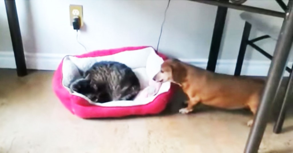 Slik gikk det da kattene stjal hundenes seng. Det beste kommer etter 30 sekunder.