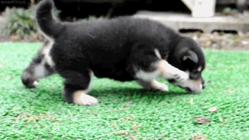 sniffsniff