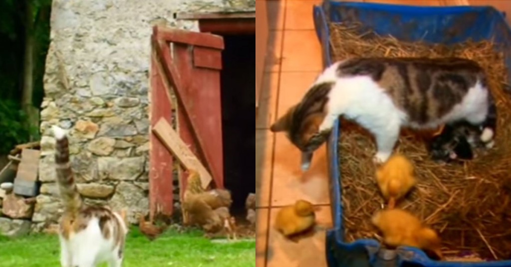 Han fryktet det verste da katten hadde vært i låven hos de nyfødte andungene