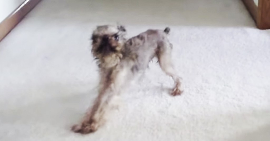 «Du må ta deg en dusj», sier eieren. Da reagerer hunden SLIK! Fantastisk.