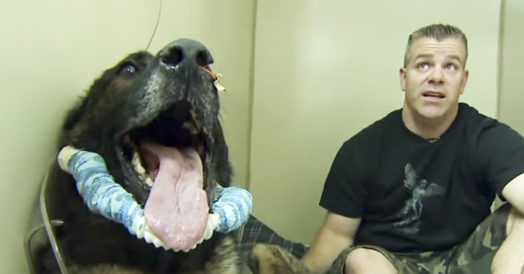 Politimannens hund ble skutt på jobb, og livet henger i en tynn tråd. Tårevått!