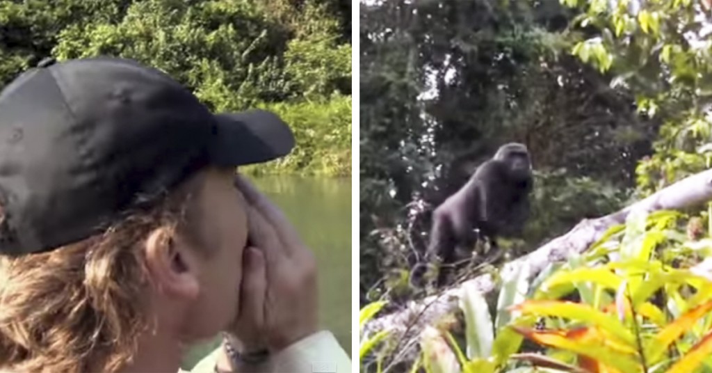 Mannen leter etter gorillaen han oppdro i 5 år. Gjenforeningen? Jeg var redd!