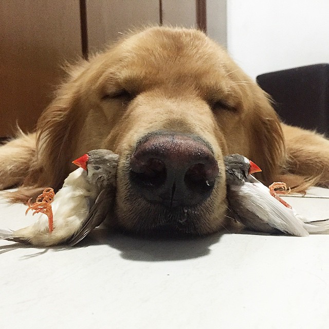 hund_fugler04