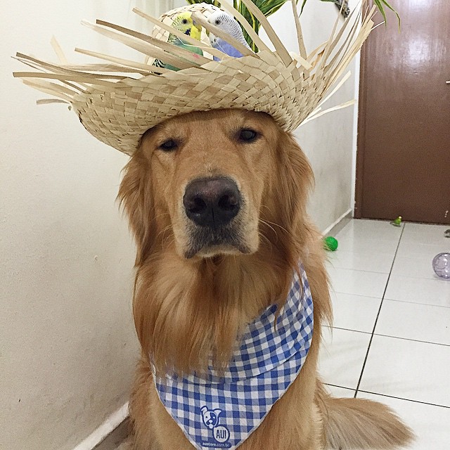hund_fugler_15