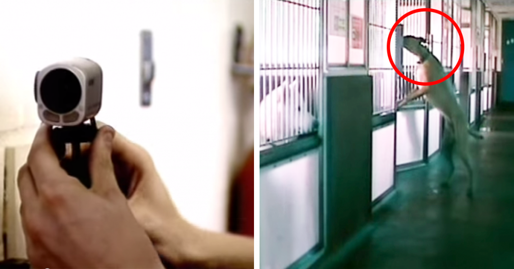 Det foregår noe merkelig på hundesenteret. Det de får på film? Uforglemmelig!