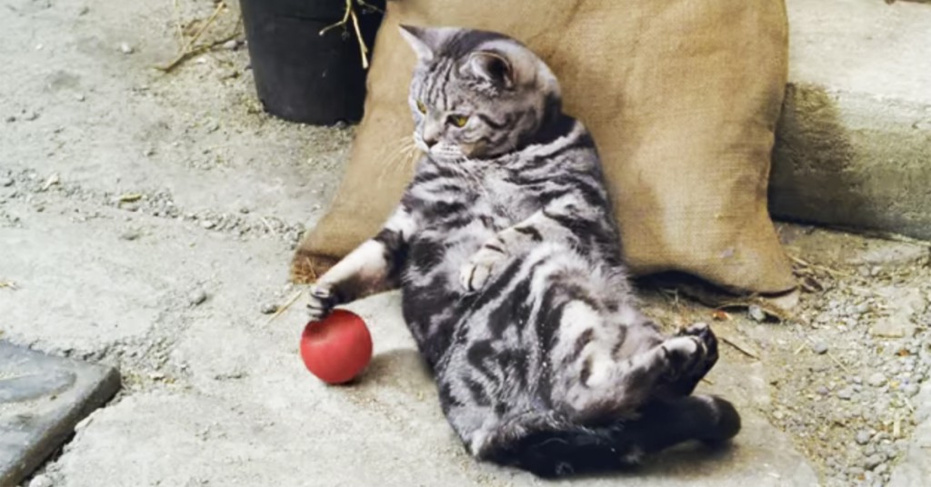 Følg med på det katten gjør RETT etter dette. Latterkrampe!