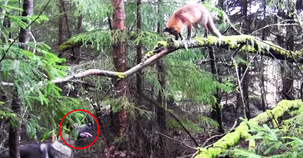 En hund og en rev møtes i skogen. Har du sett hva som skjer?