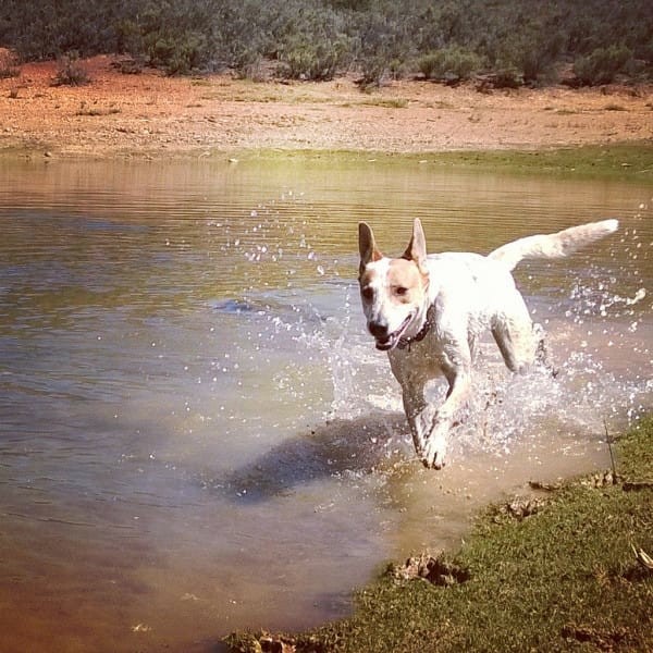 Hunden Lily ble begravet levende - Smud.no
