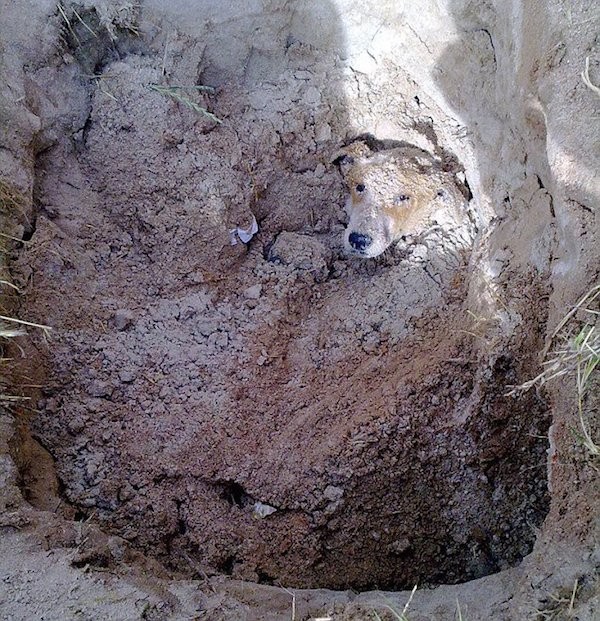 Hunden Lily ble begravet levende - Smud.no