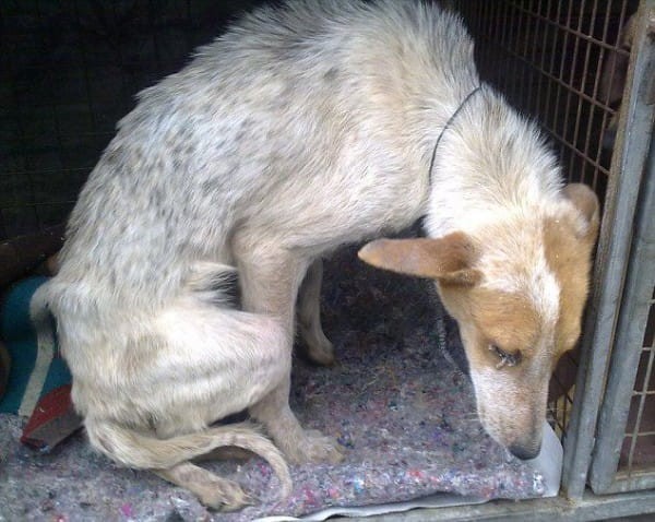 Hunden Lily ble begravet levende - Smud.no