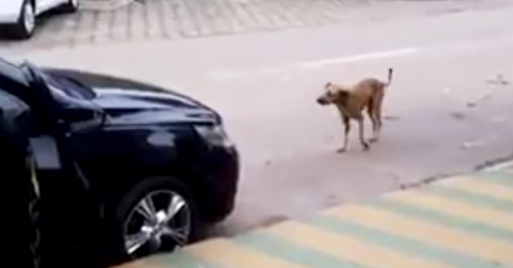 Når det spilles musikk i den svarte bilen er hunden rask til å reagere