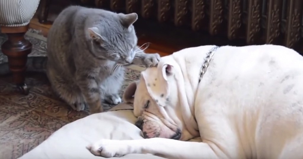 Katten gjør sitt beste for å vekke hunden. Det som så skjer? Vittig!