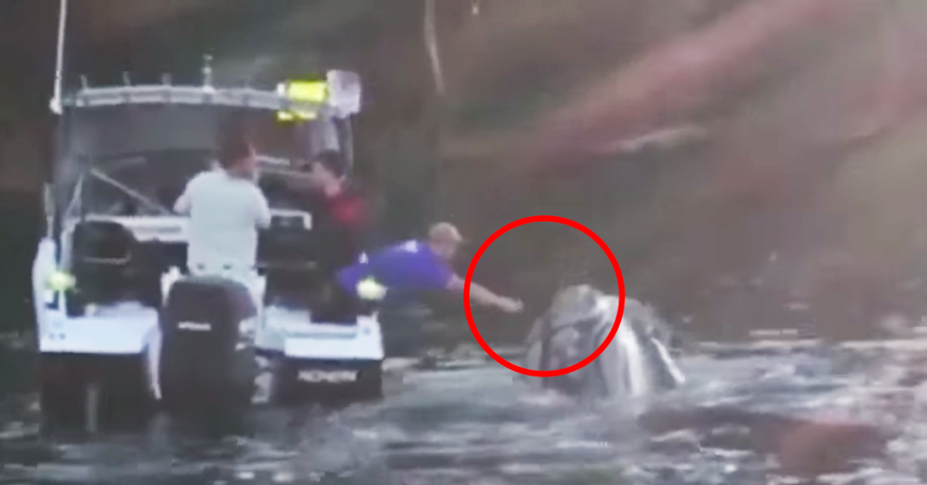 En gigantisk hval ber fiskerne om hjelp, det som skjer er vakkert!