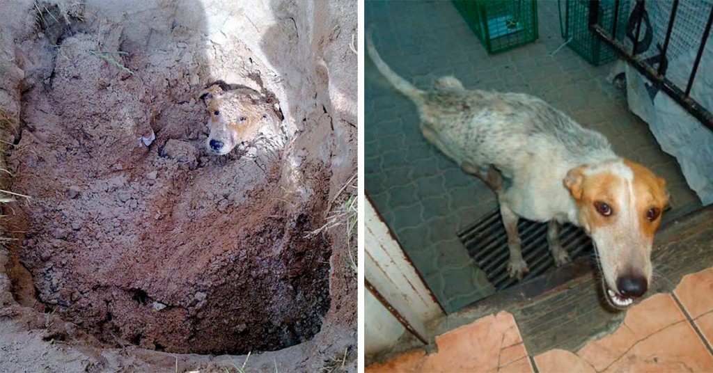 Hunden var begravd levende, men ble reddet. Bare vent til du ser henne nå! Hunden Lily ble begravd levende - Smud.no