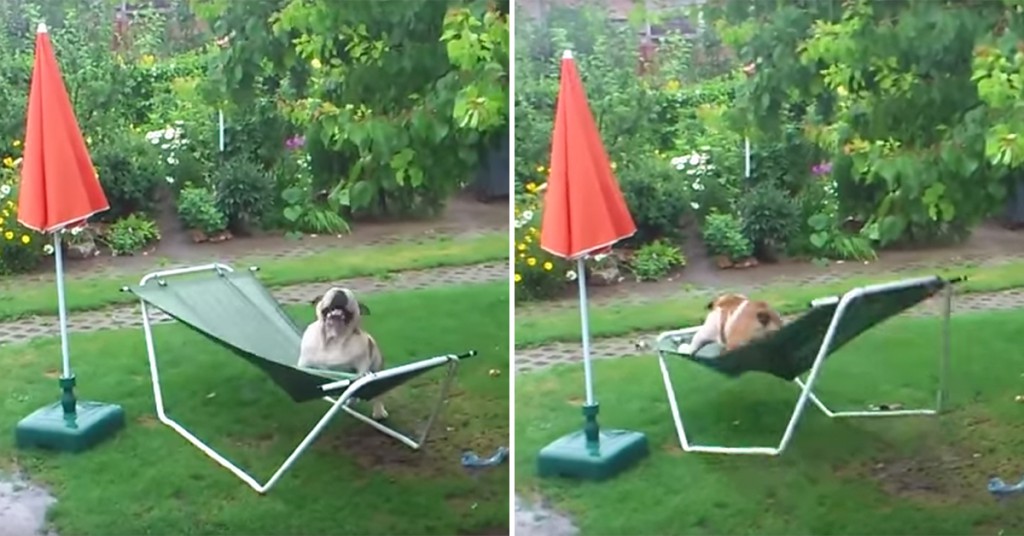 Denne bulldogen har oppdaget det perfekte leketøyet for en regnværsdag Bulldog leker i regnet - Smud.no