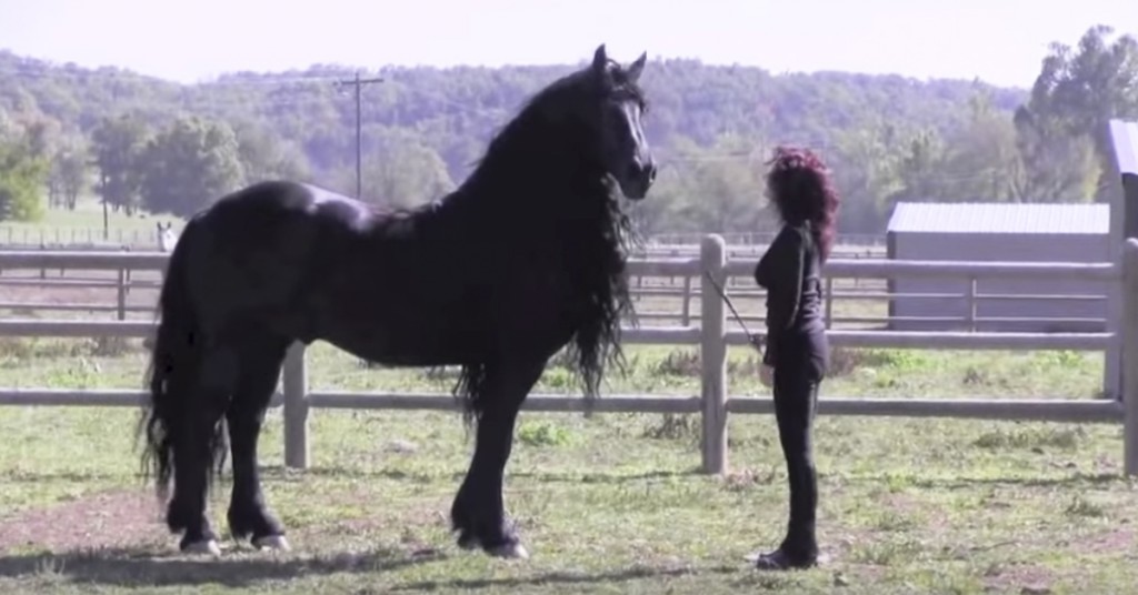 Hun gir hesten et tegn, følg med på det neste som skjer