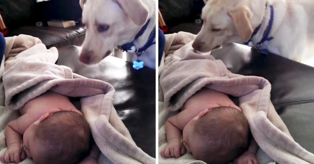 Hunden brer over den sovende babyen. Dette er det umulig å ikke bli sjarmert av