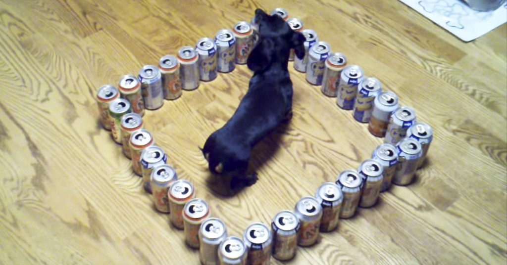 Hunden er «innestengt» av brusbokser. Hvordan skal han komme seg ut? HAHA!