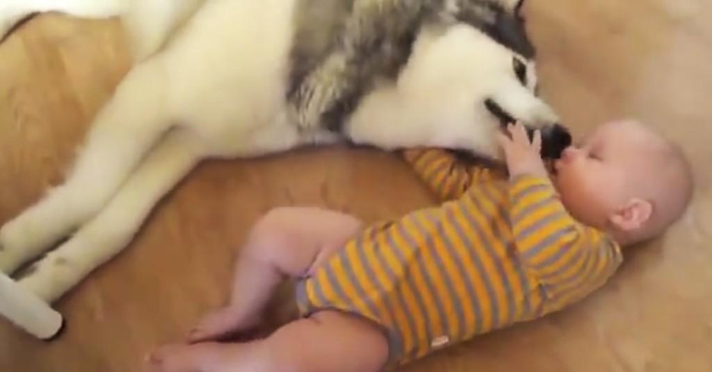 Babyen prøver å bli kjent med hunden. Sett hvordan det går? Supersøtt!