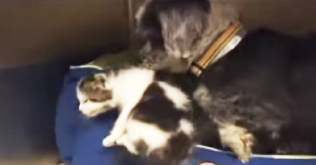 Hunden biter tak i katten. Når man skjønner hvorfor smelter hjertet fullstendig
