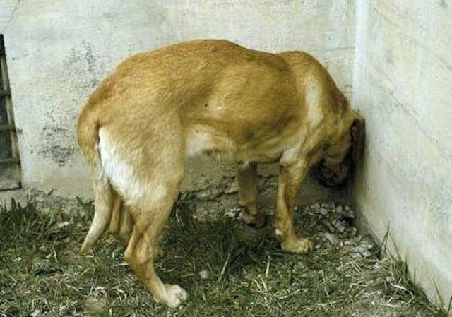 hund_02
