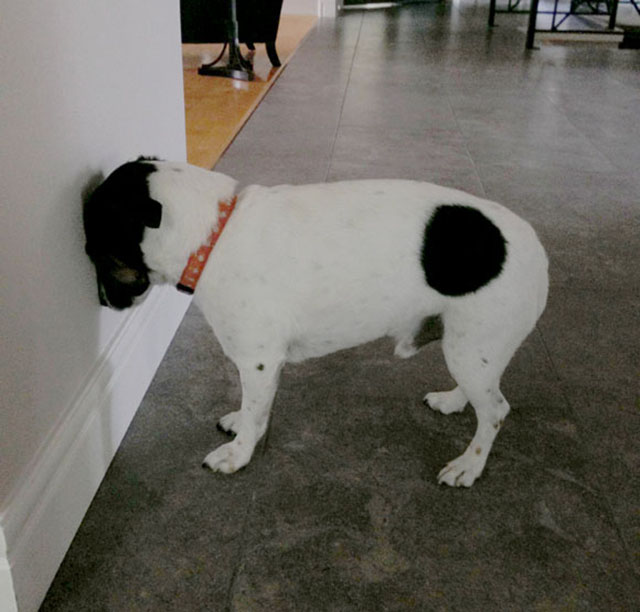hund_topp