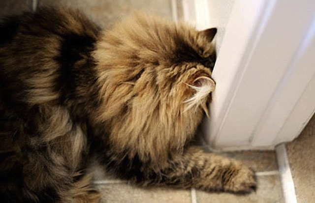 katt_02