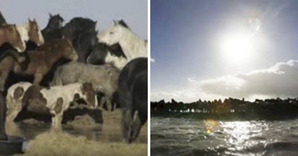 Hestene er fanget på en liten øy, så gjør syv kvinner noe utenkelig.