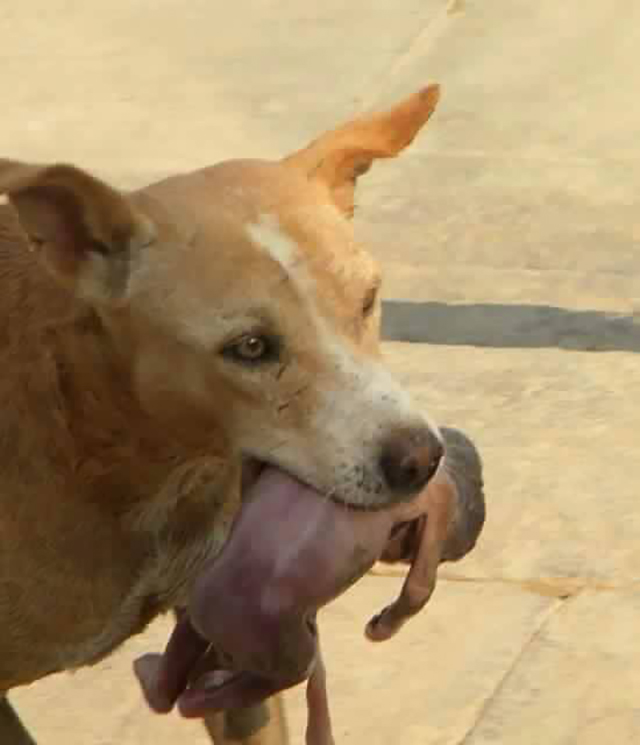 hund_02