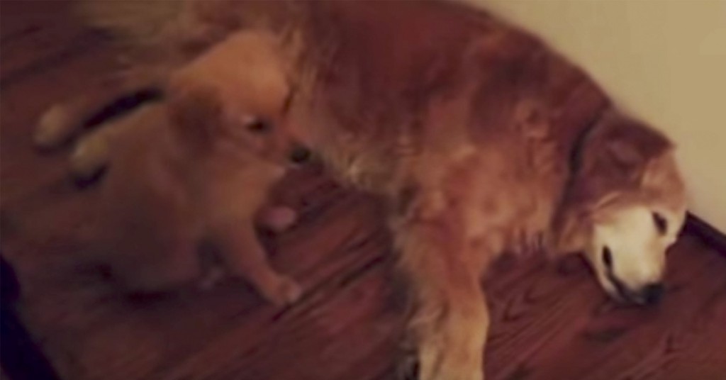 Den store hunden har mareritt. Da gjør den lille valpen noe søtt!