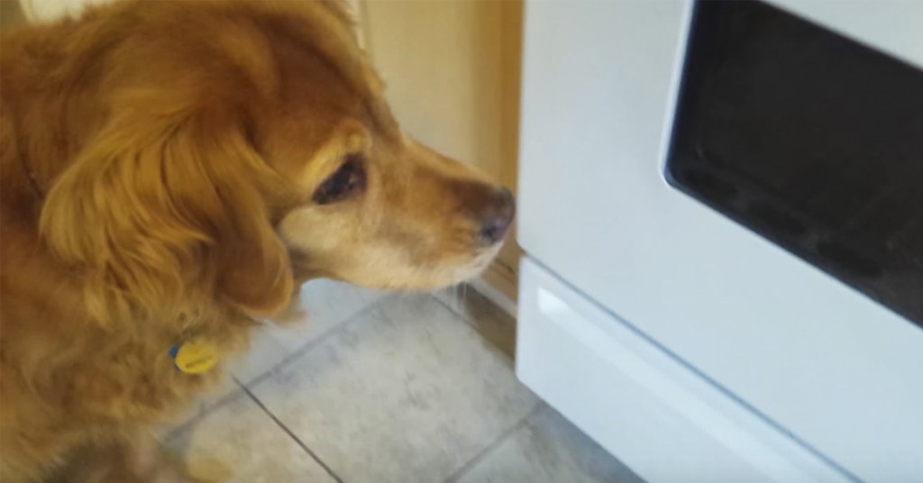 Hunden nekter plent å spise maten sin. Da finner eieren på noe smart!