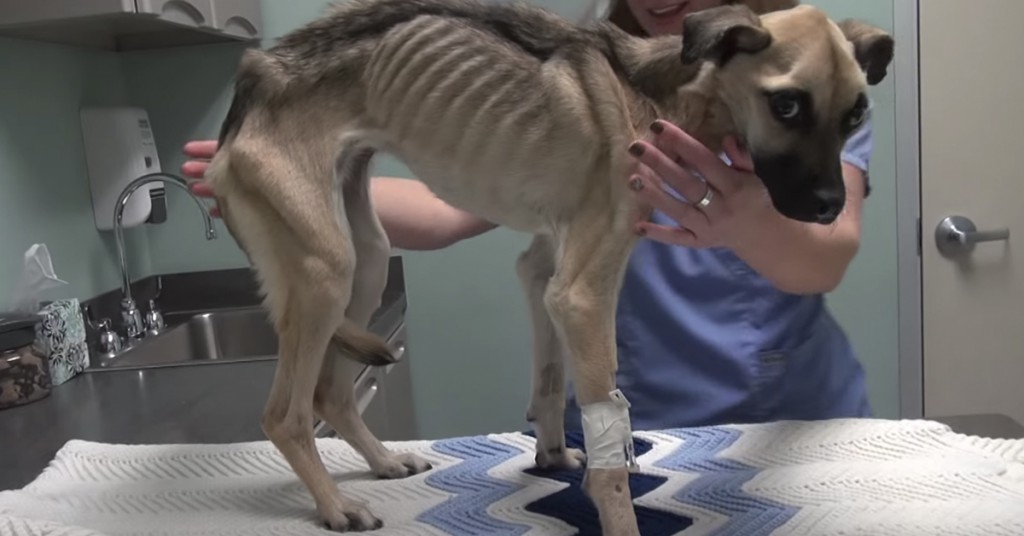 Hunden sultet i månedsvis. Den utrolige forvandlingen fikk meg til å gråte!