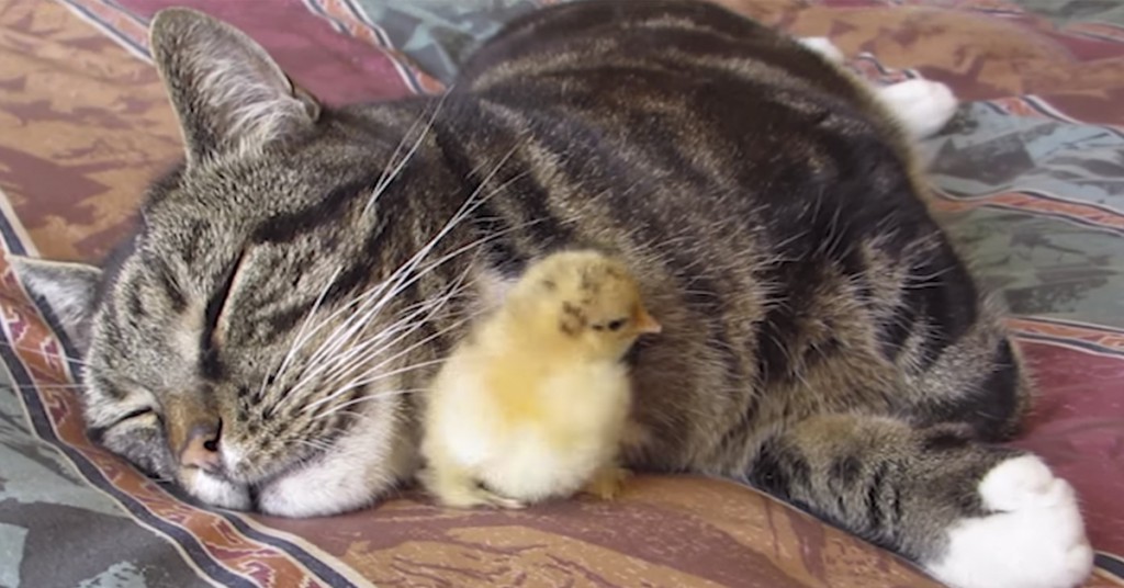 Katten tar seg en god lur, da bestemmer kyllingen seg for å sove under haka til pus.