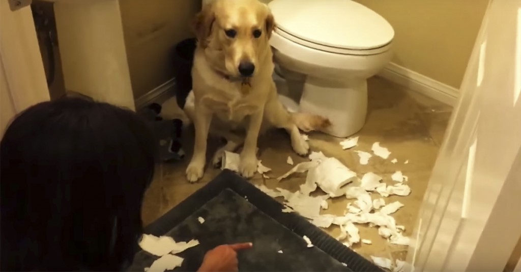 Matmor ser rotet og spør hunden hva som har skjedd. Det den «svarer» er hysterisk!
