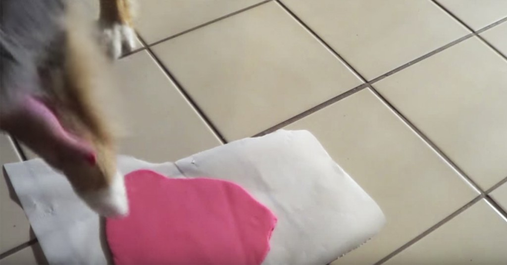 La hunden få være med på å pynte opp til jul