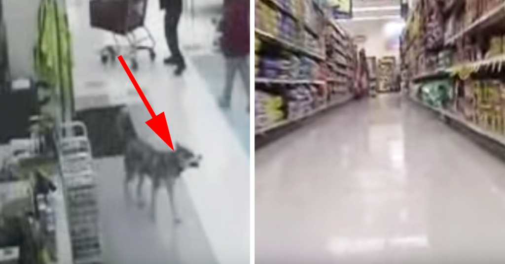 Hunden går inn i butikken og vet akkurat hva den skal ha. Dette fikk alle til å le!