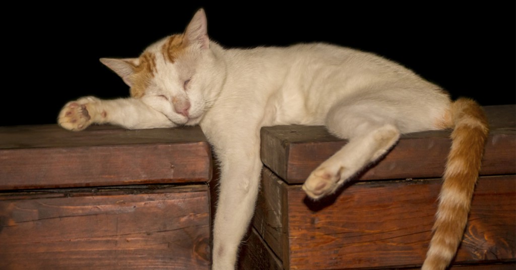 Hvis katten din oppfører seg på denne måten burde du kontakte dyrlegen