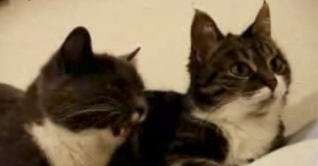 Slik høres det ut når to katter har en dyp samtale