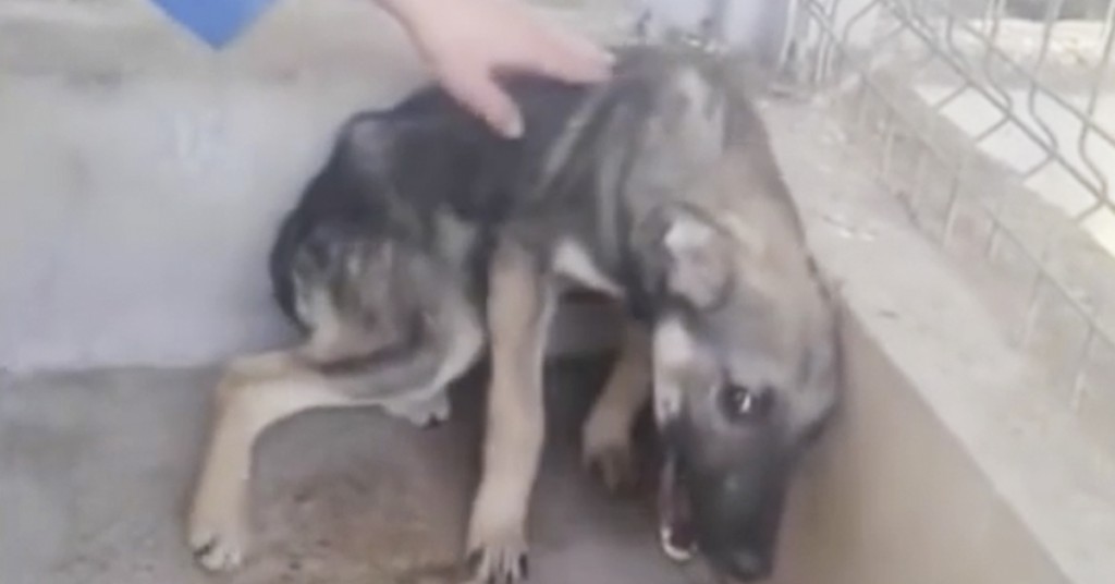 En mishandlet hund skriker av redsel når hun nærmer seg. Fortsettelsen er rørende.