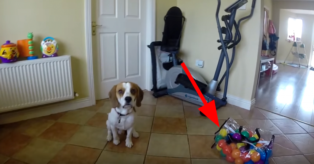 Hunden får en bag med baller og han vet akkurat hva han skal bruke de til