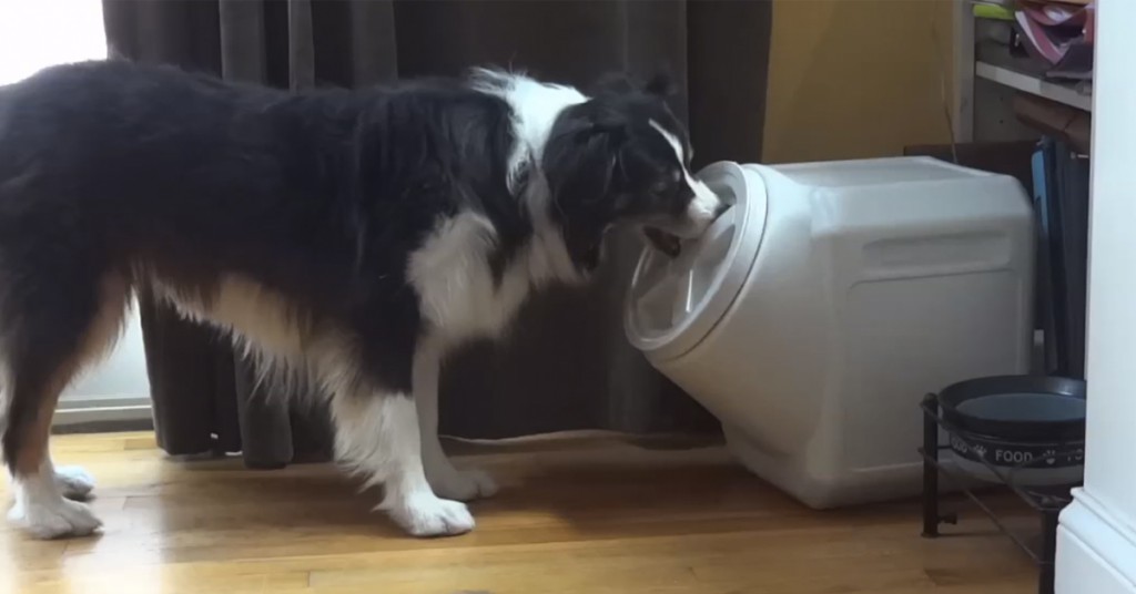 Hunden er frustrert fordi eierne har låst inn maten hans. Så gjør han dette